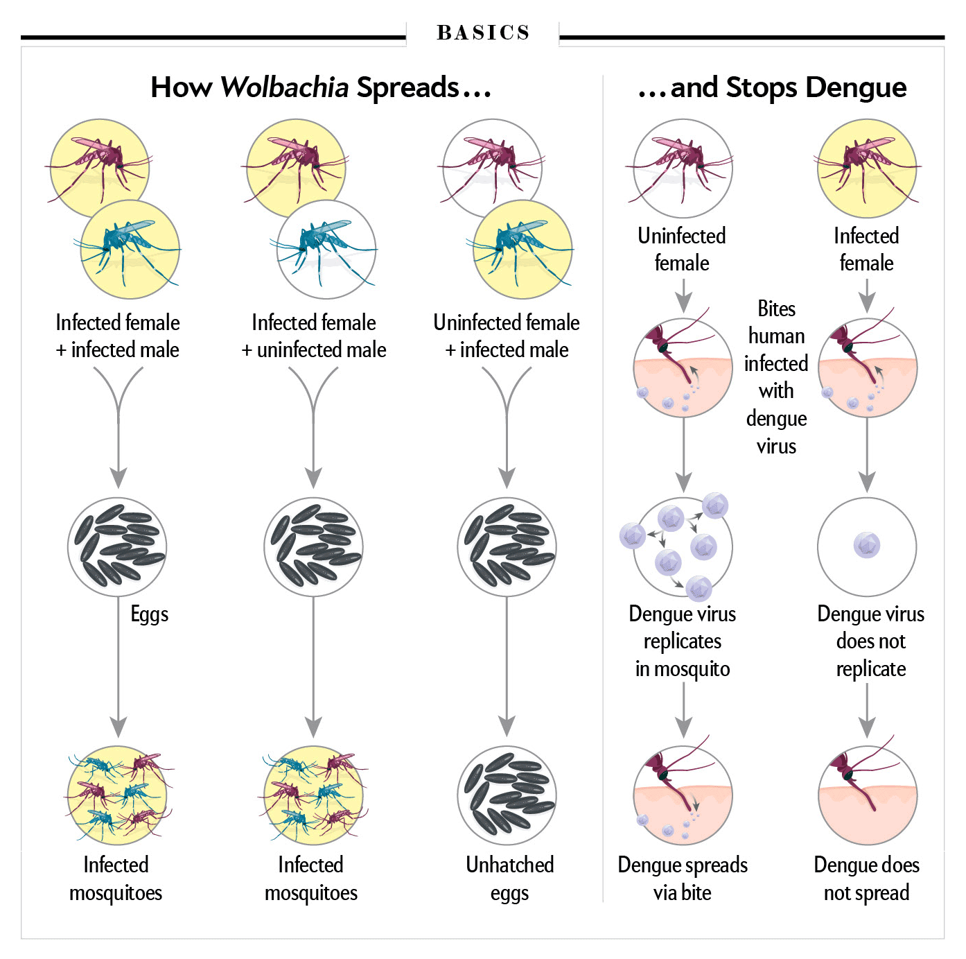 MosquitoVaccine