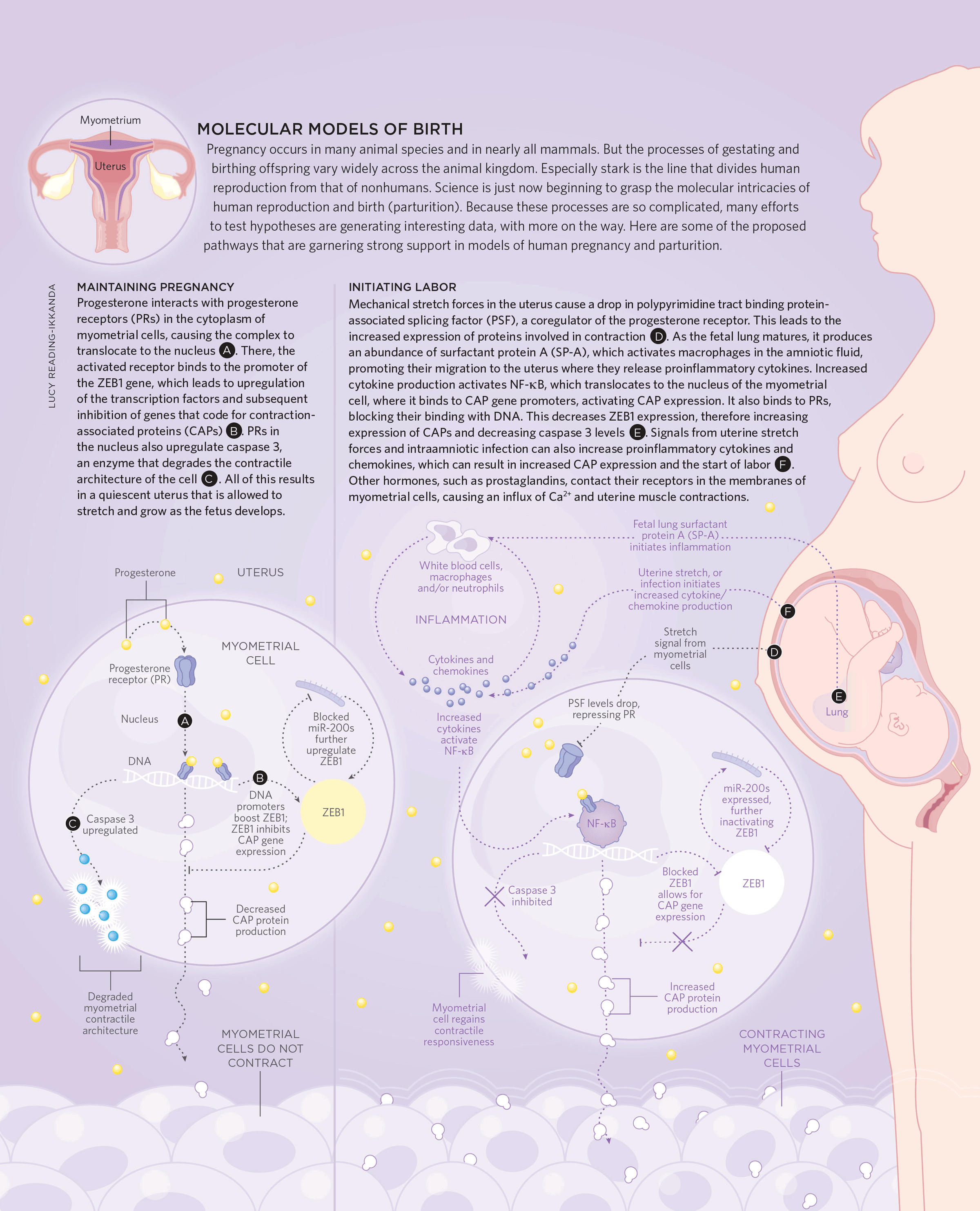 TheScientist_PretermBirth