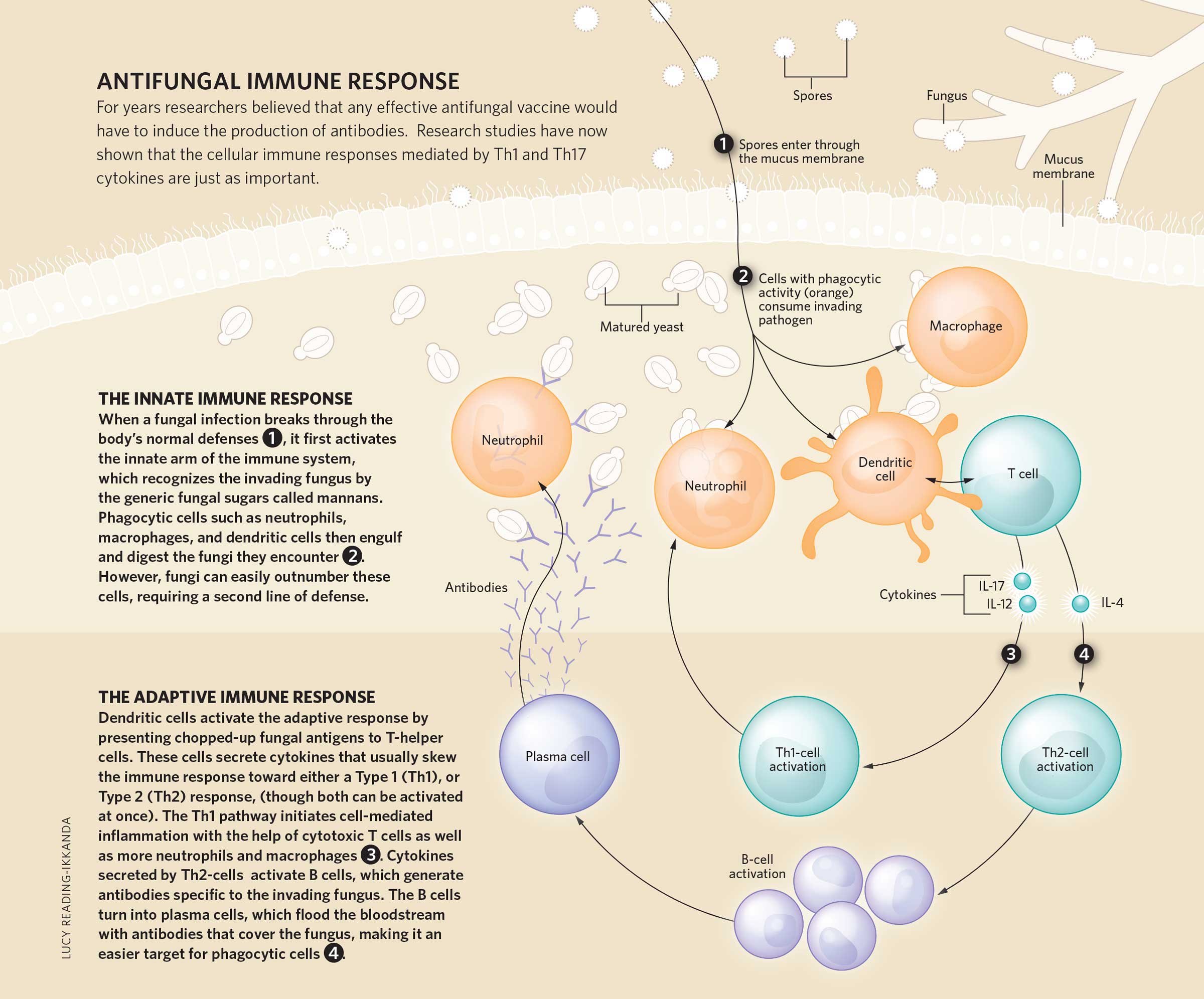 TheScientist_ImmuneResponses