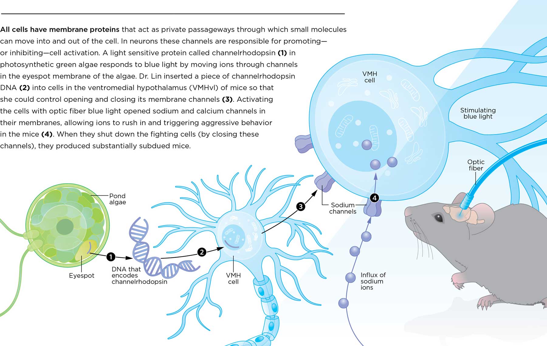 Optogenetics