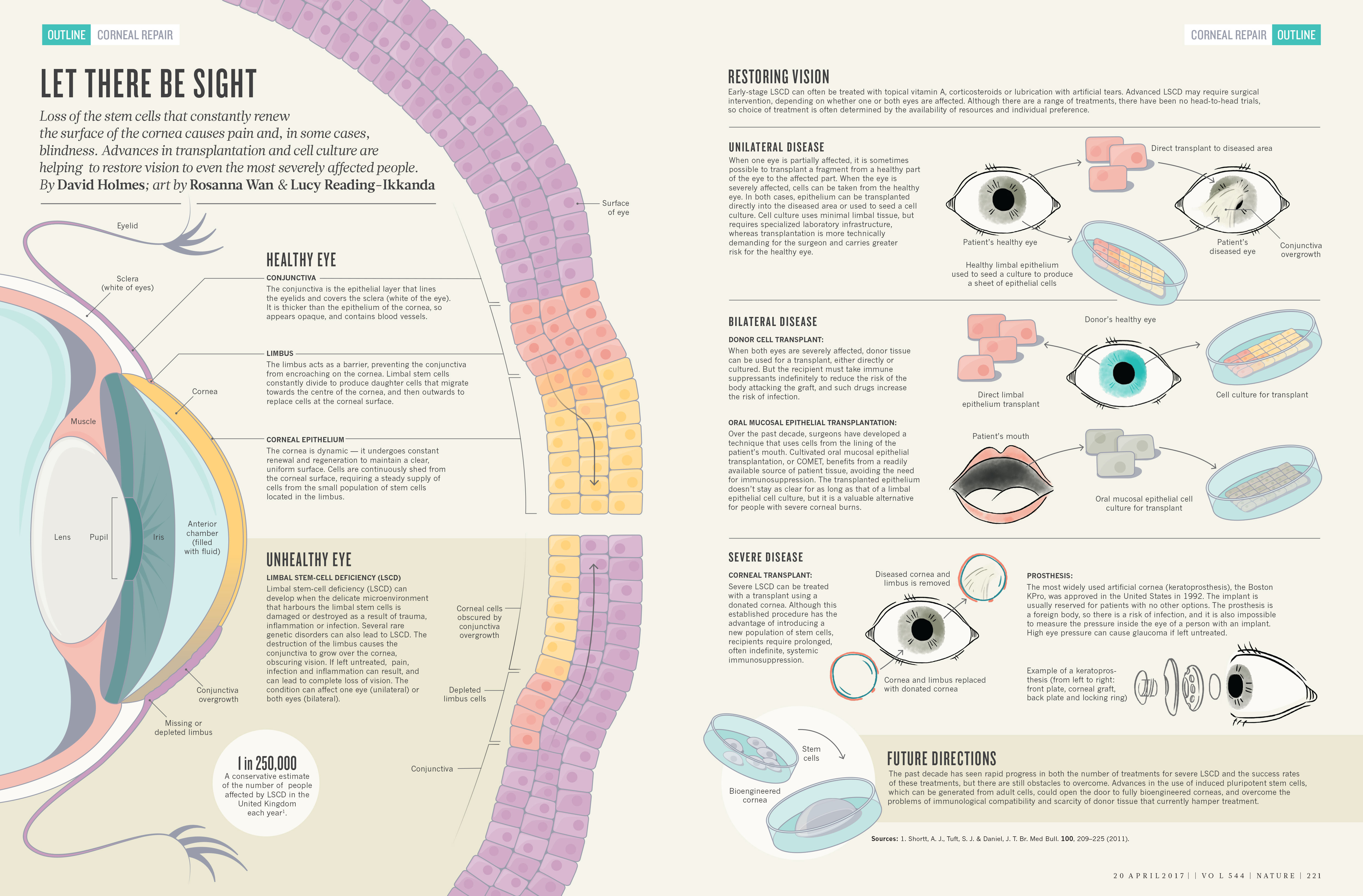 Corneal-regeneration