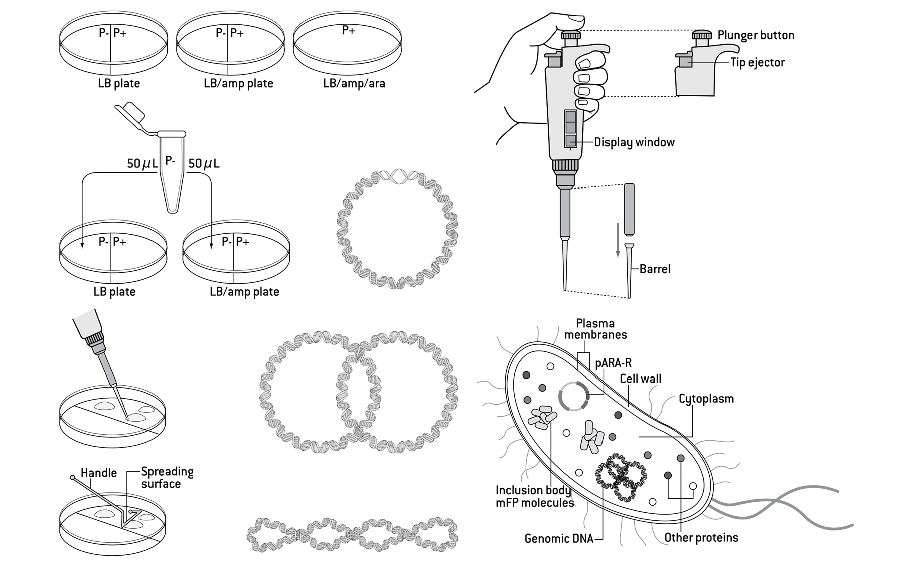 Amgen biotech lab guide